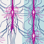 What Are Some Vagus Nerve Disorders?